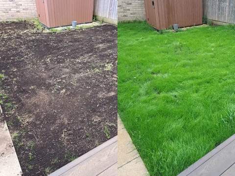Leatherjacket Lawn Control