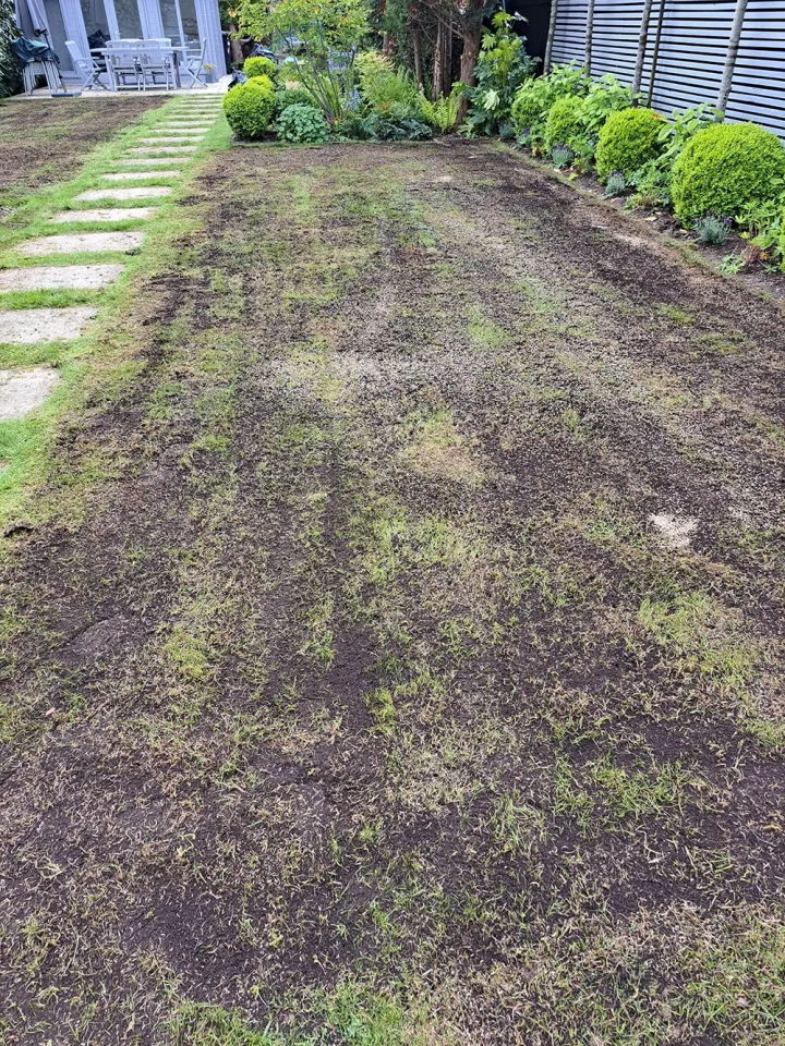 Lawn Renovation For Moss